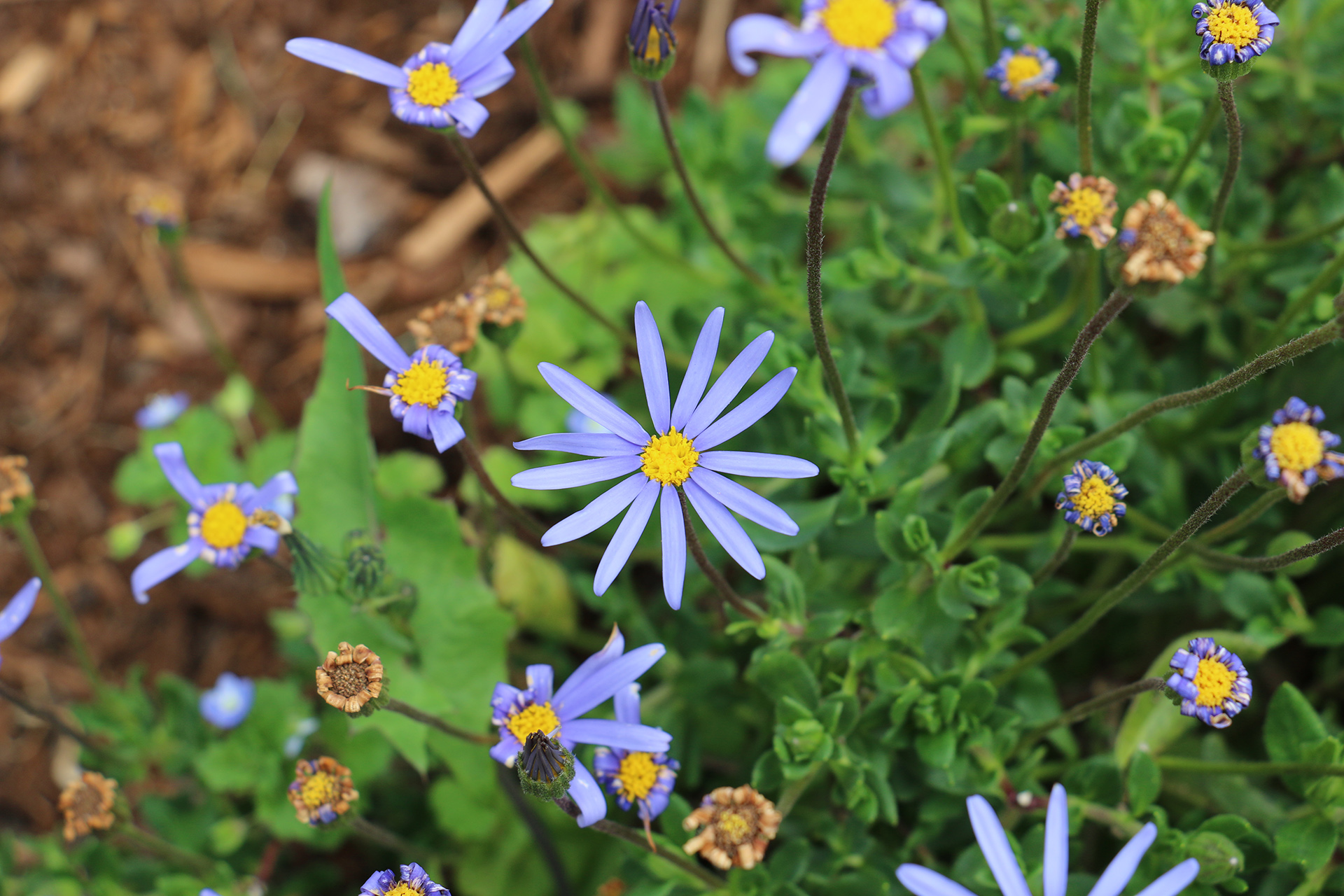 Felicia Amelloides